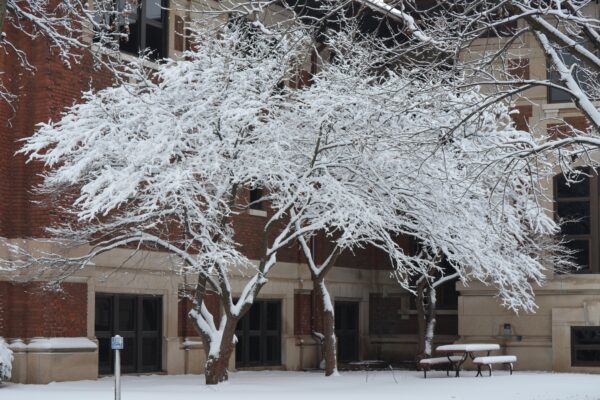 Cercis canadensis - Winter Interest