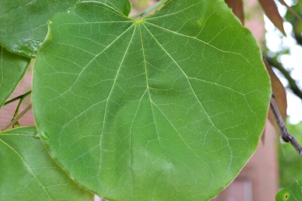 Cercis canadensis - Leaf