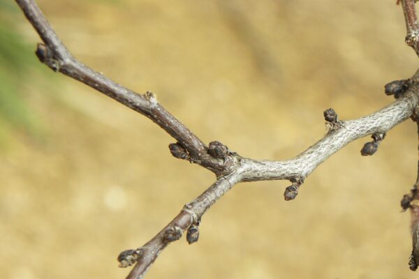 Cercis canadensis - Buds