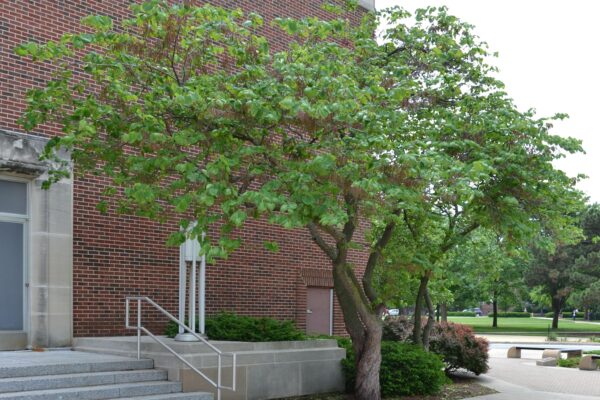 Cercis canadensis - Overall Habit