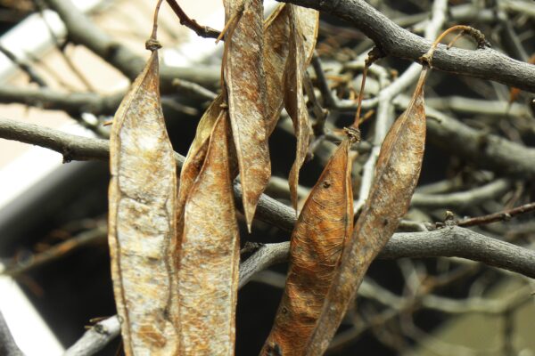 Cercis canadensis - Old Fruit