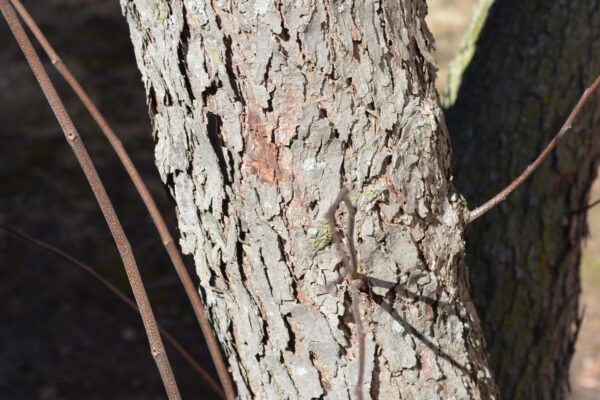 Cercis canadensis - Bark