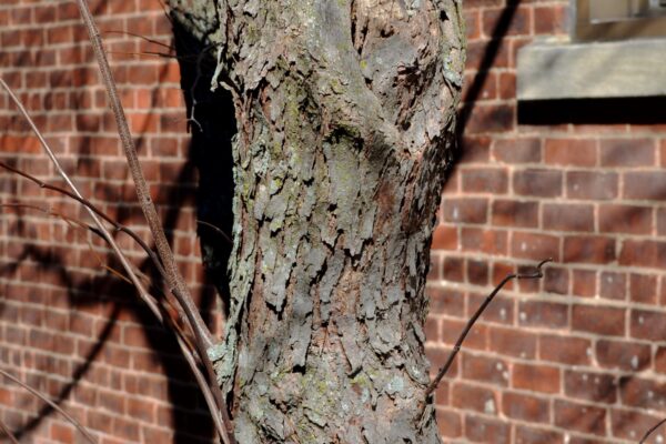 Cercis canadensis - Bark