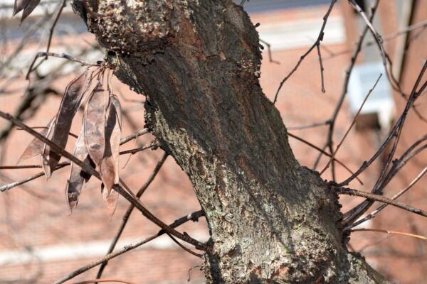 Cercis canadensis ′Appalachian Red′ - Bark