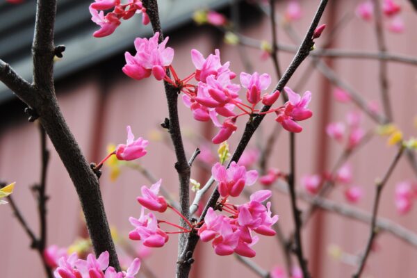 Cercis canadensis ′Appalachian Red′ - Flowers