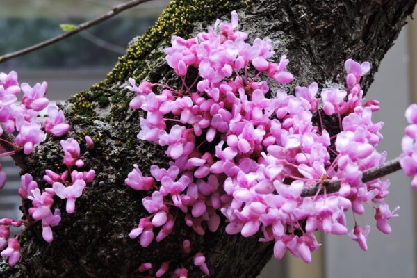 Cercis canadensis ′Appalachian Red′ - Flowers