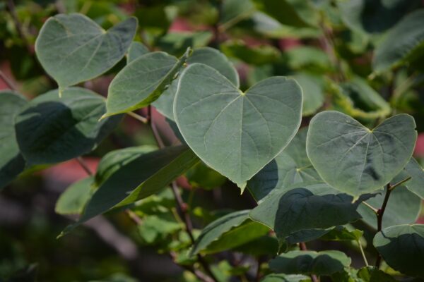 Cercis canadensis ′Appalachian Red′ - Leaves