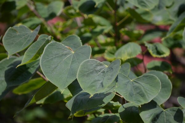 Cercis canadensis ′Appalachian Red′ - Leaves