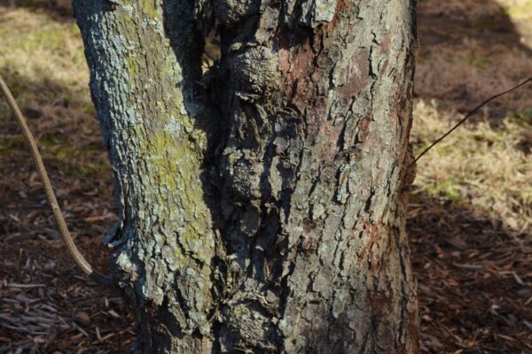 Cercis canadensis ′Appalachian Red′ - Bark