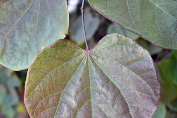 Cercis canadensis ′Forest Pansy′ - Leaf