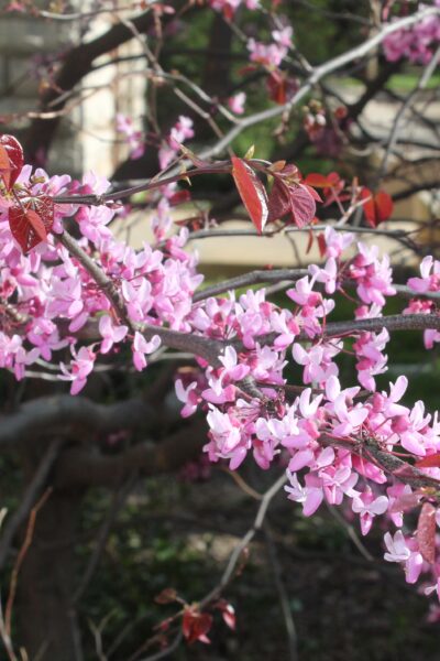 Cercis canadensis &prime;Forest Pansy&prime; - Spring Flowers