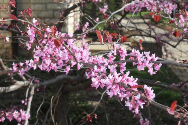 Cercis canadensis ′Forest Pansy′ - Spring Flowers