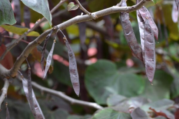 Cercis canadensis ′Forest Pansy′ - Fruit Pods