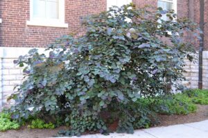 Cercis canadensis ′Forest Pansy′ - Overall Tree in Summer