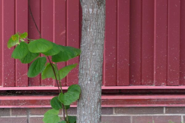Cercis canadensis ′Forest Pansy′ - Bark