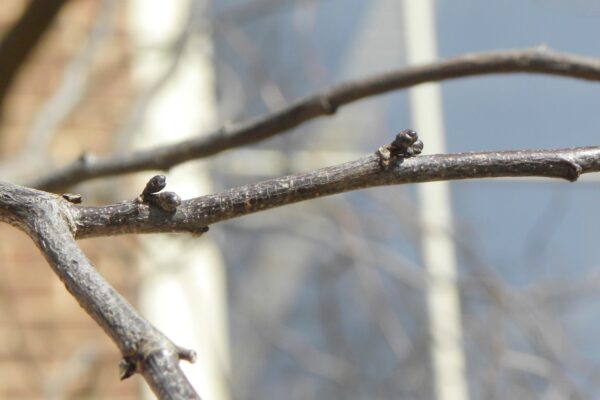 Cercis canadensis ′Forest Pansy′ - Buds