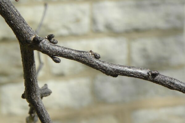 Cercis canadensis ′Forest Pansy′ - Buds