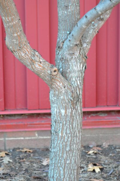 Cercis canadensis &prime;Hearts of Gold&prime; - Bark