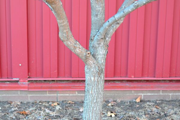 Cercis canadensis ′Hearts of Gold′ - Bark
