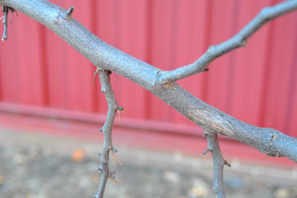 Cercis canadensis ′Hearts of Gold′ - Bark