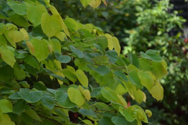 Cercis canadensis ′Hearts of Gold′ - Foliage