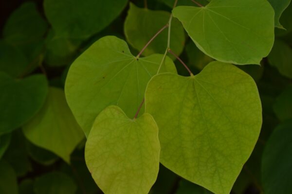 Cercis canadensis ′Hearts of Gold′ - Leaves