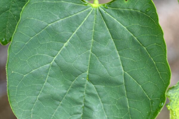 Cercis canadensis ′Rubye Atkinson′ - Leaf