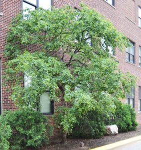 Cercis canadensis ′Rubye Atkinson′ - Overall Habit