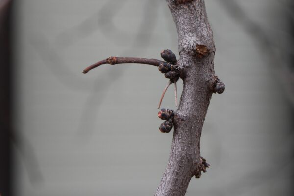 Cercis canadensis ′Rubye Atkinson′ - Buds