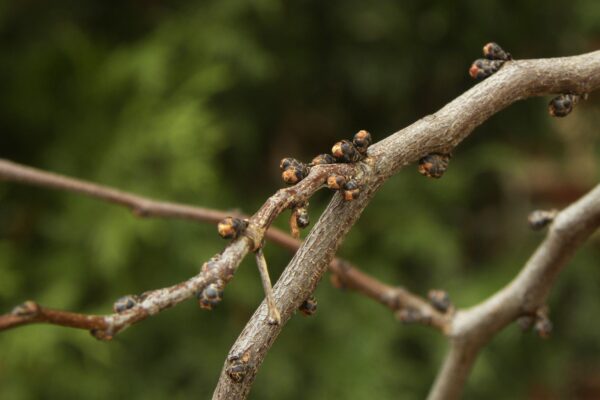 Cercis canadensis ′Rubye Atkinson′ - Buds