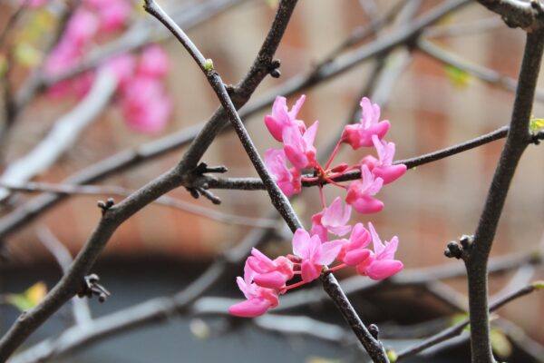 Cercis canadensis ′Rubye Atkinson′ - Flowers