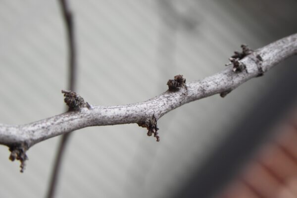 Cercis canadensis ′Rubye Atkinson′ - Buds