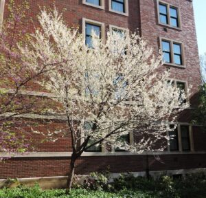 Cercis canadensis ′Alba′ - Flowering Habit