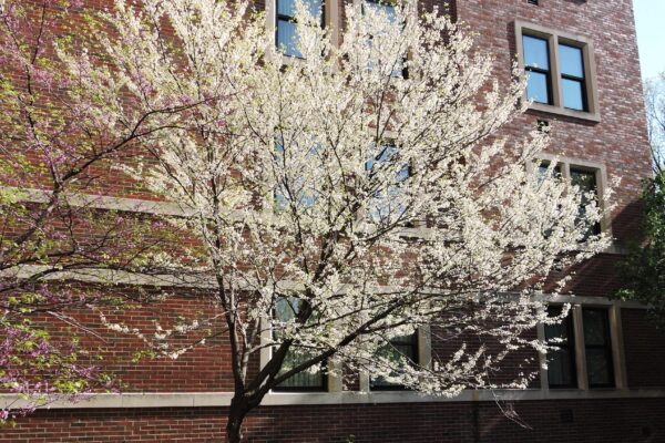 Cercis canadensis ′Alba′ - Flowering Habit