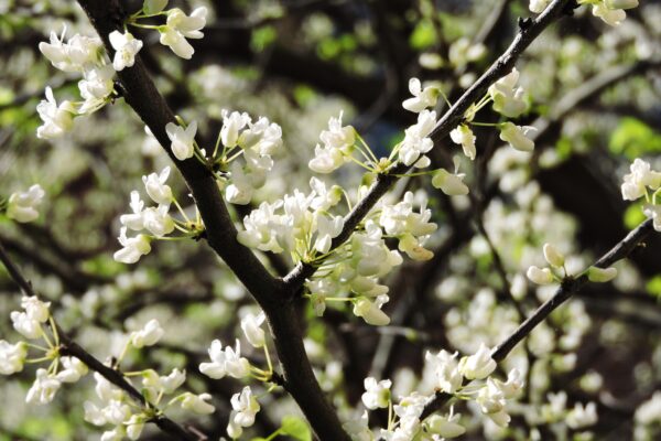 Cercis canadensis ′Alba′ - Flowers