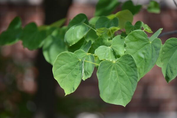 Cercis canadensis ′Alba′ - Foliage