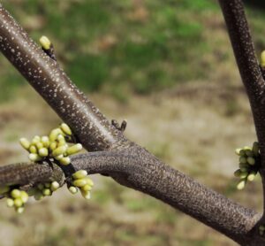 Cercis canadensis ′Alba′ - Buds and Bark