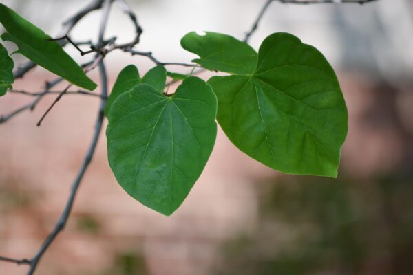 Cercis canadensis ′Alba′ - Leaves