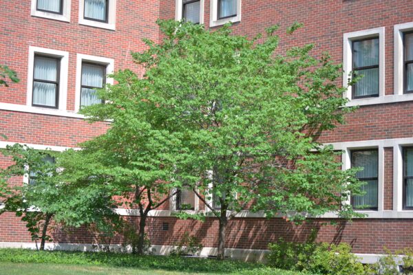Cercis canadensis ′Alba′ - Summer Habit