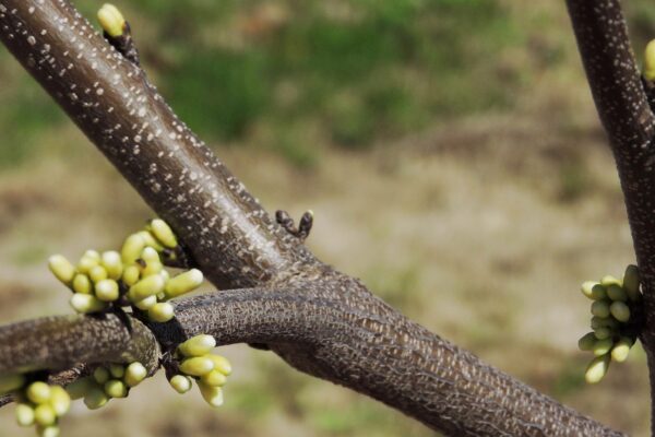 Cercis canadensis ′Alba′ - Buds and Bark