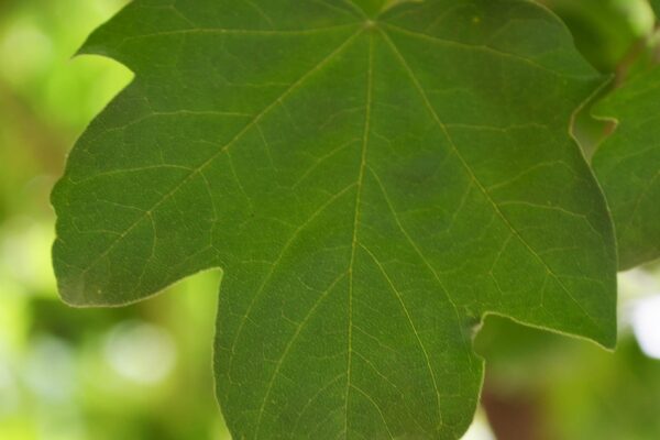 Acer campestre - Leaf
