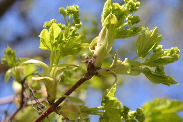 Acer campestre - Emerging foliage and flowers