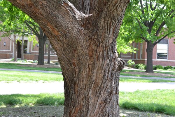 Acer campestre - Bark