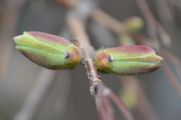 Acer campestre - Leaf Buds