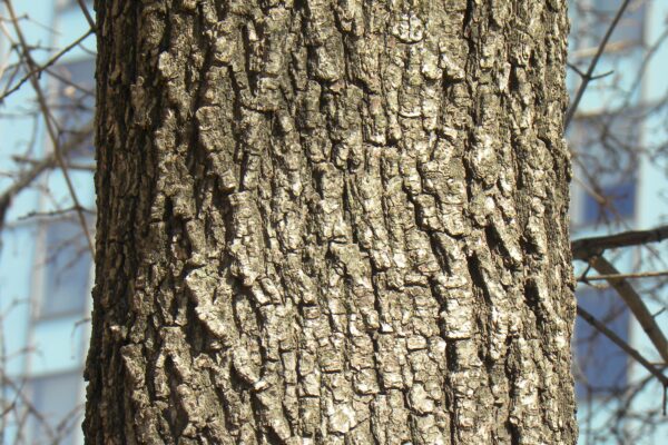 Acer campestre - Bark