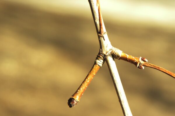 Acer campestre - Buds