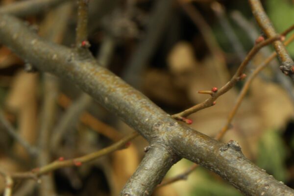 Chaenomeles japonica - Bark