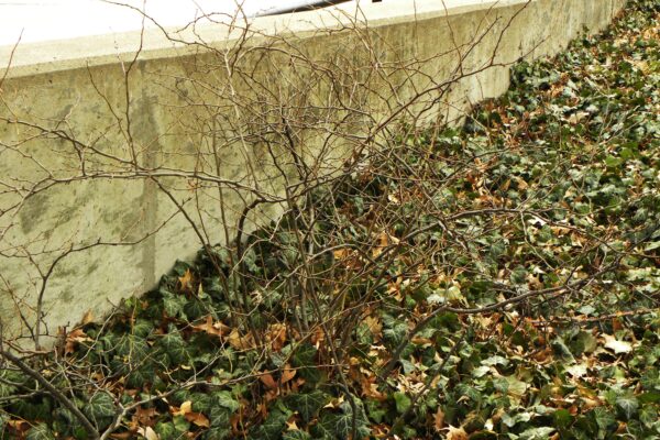 Chaenomeles japonica - Winter Habit