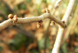Chaenomeles japonica - Bud