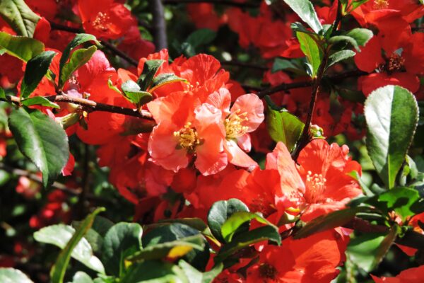 Chaenomeles japonica - Flowers